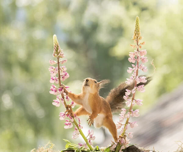 Red Squirrel in split between lupine flowers