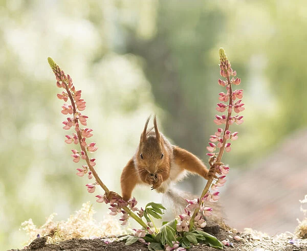 Red Squirrel in split between lupine flowers