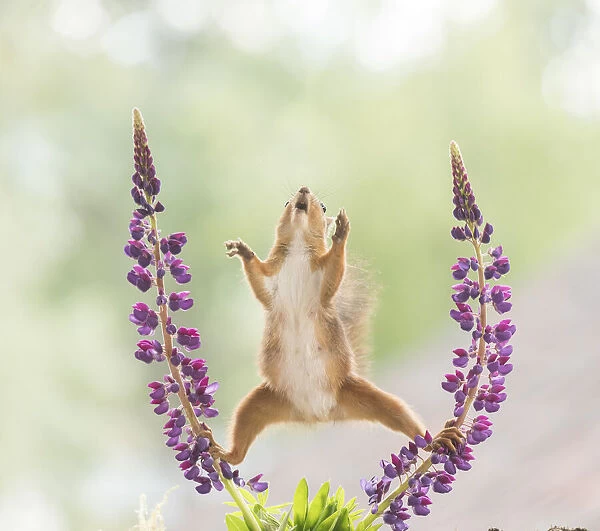 Red Squirrel in split between lupine flowers with open mouth