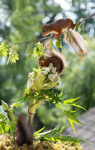 Red Squirrel, squirrel, Sciurus vulgaris, Eurasian red squirrel, Sweden