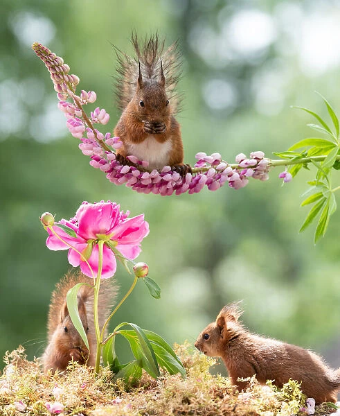 Red Squirrel, squirrel, Sciurus vulgaris, Eurasian red squirrel, Sweden