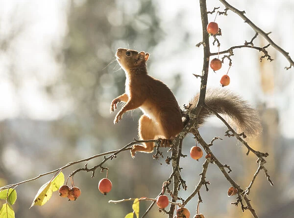 Red squirrel, squirrel, Sciurus vulgaris, Eurasian red squirrel, Sciuridae