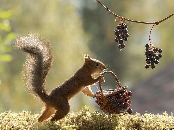 Red Squirrel stand with basket and grapes