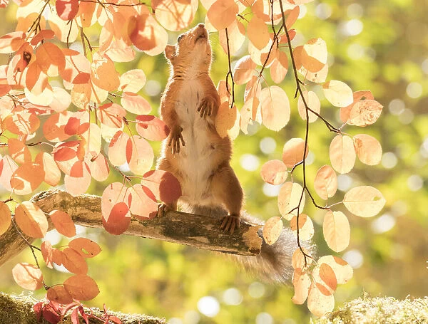 Red Squirrel stand on a branch