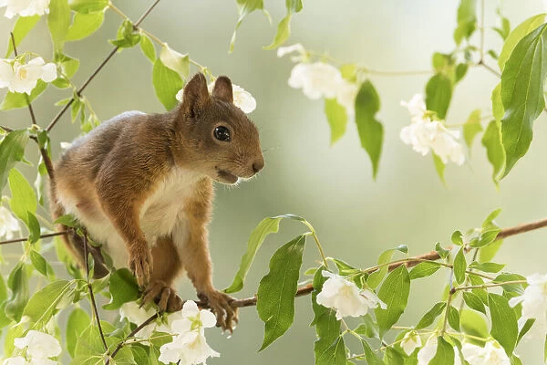 Red Squirrel stand on a branch with jasmine flowers