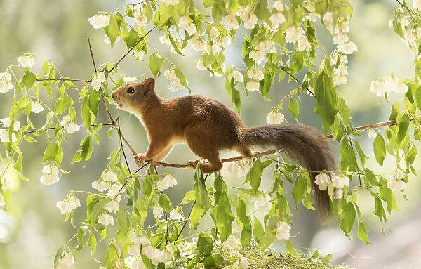 Red Squirrel stand on a branch with jasmine flowers