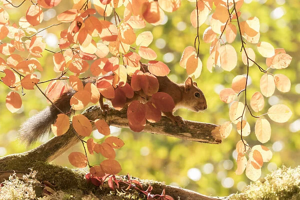 Red Squirrel stand on a branch between leaves