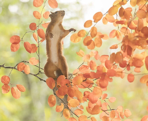 Red Squirrel stand on a branch reaching up