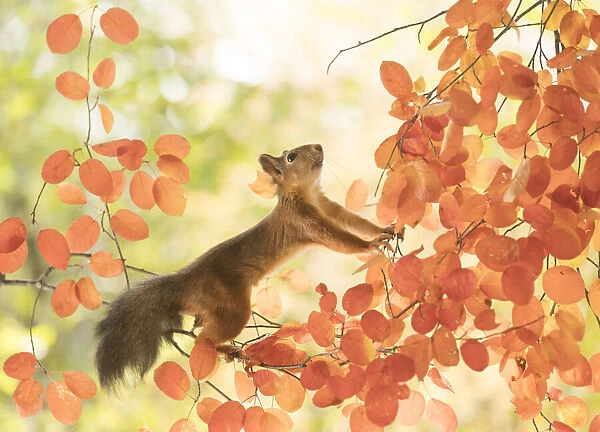 Red Squirrel stand between branches