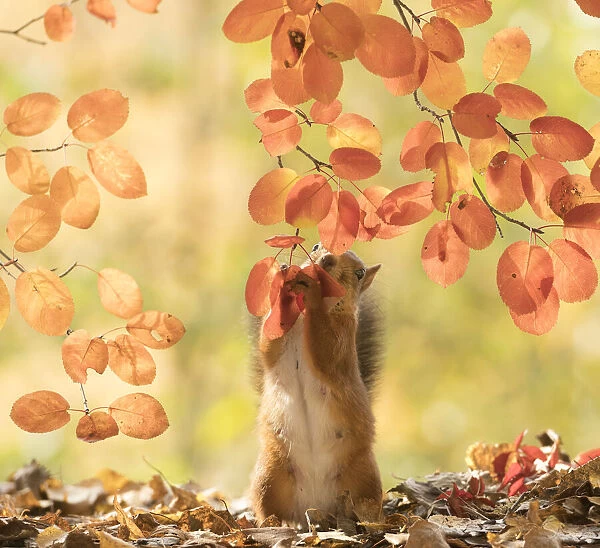 Red Squirrel stand between branches holding leaves