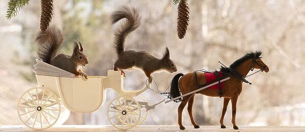 Red Squirrel stand on a carriage with horse