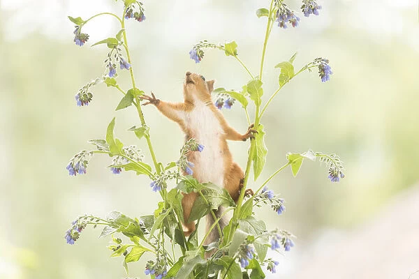 Red Squirrel stand between comfrey flower branches