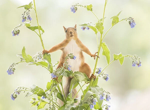 Red Squirrel stand between comfrey flower branches