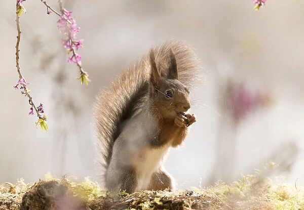 Red Squirrel stand under Daphne mezereum flower branches
