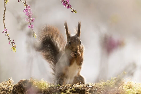 Red Squirrel stand under Daphne mezereum flower branches