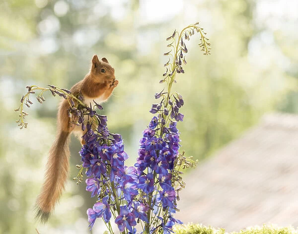 Red Squirrel stand on Delphinium flowers