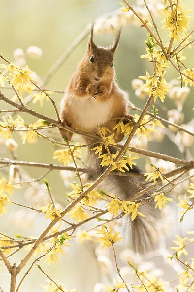red squirrel stand on flower Forsythia branches