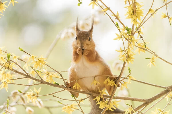 red squirrel stand on flower Forsythia branches