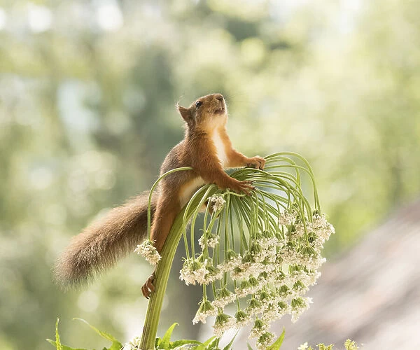 Red Squirrel stand on giant hogweed flower