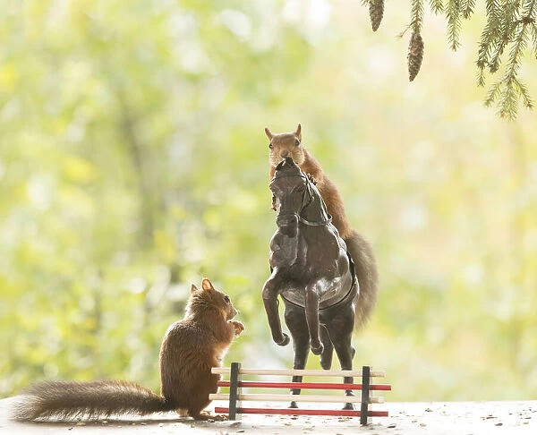 Red Squirrel stand on an horse