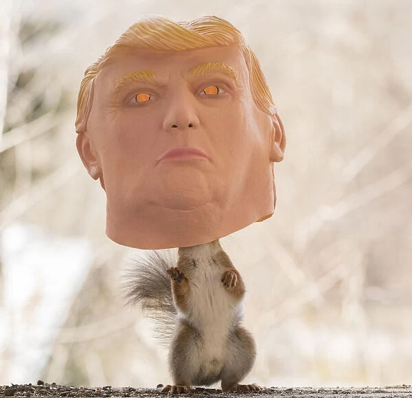 Red Squirrel stand inside a trump mask