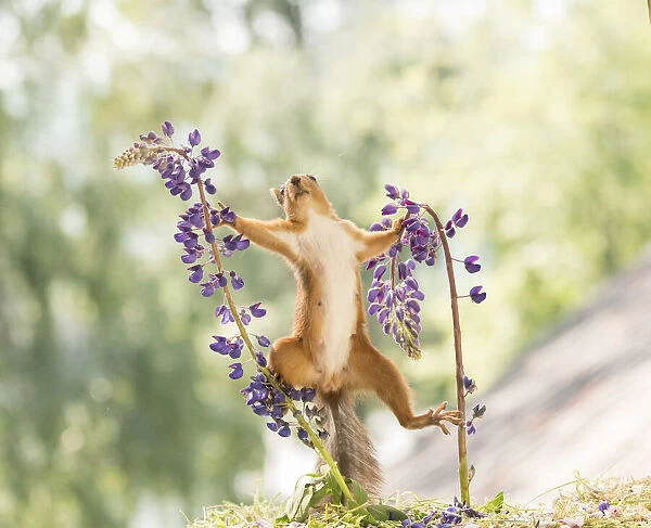 Red Squirrel stand between lupine flowers