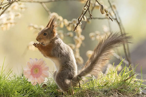 red squirrel stand beside a pink daisy