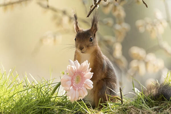 red squirrel stand behind a pink daisy