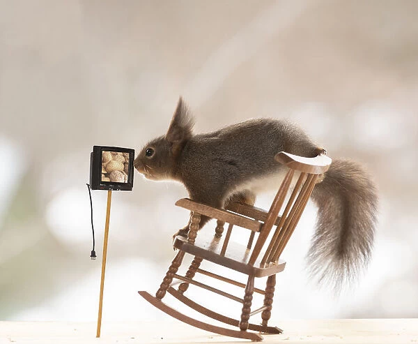 red squirrel stand on a rocking chair watching tv Date: 06-03-2021