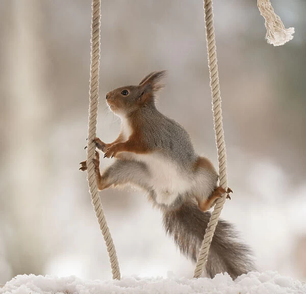 Red Squirrel stand between ropes
