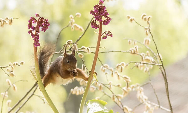 red squirrel stand in a split between Bergenia flowers