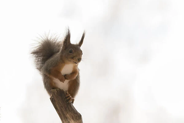 Red Squirrel stand on a tree branch
