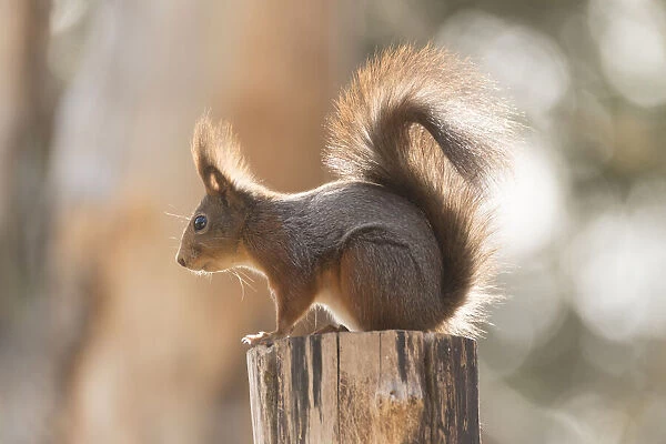 Red Squirrel stand on tree in sunlight