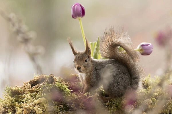 Red Squirrel stand with tulips