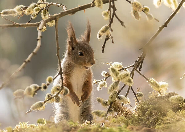 Red Squirrel stand between willow branches