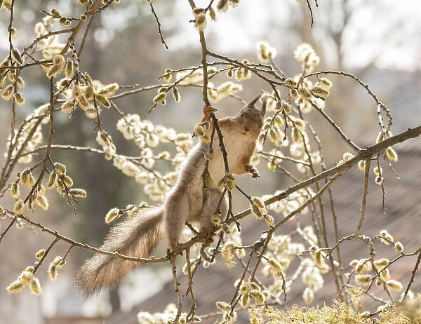 Red Squirrel stand on willow flower branches