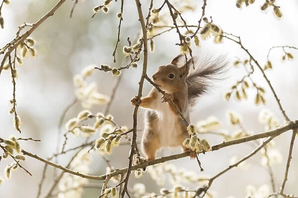 Red Squirrel stand on willow flower branches
