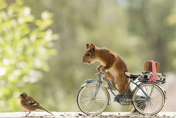 Red Squirrel standing on a bicycle