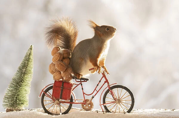 red squirrel standing on an bicycle with nuts and snow