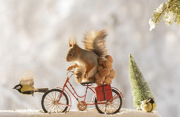 red squirrel standing on an bicycle with nuts, snow and titmouse