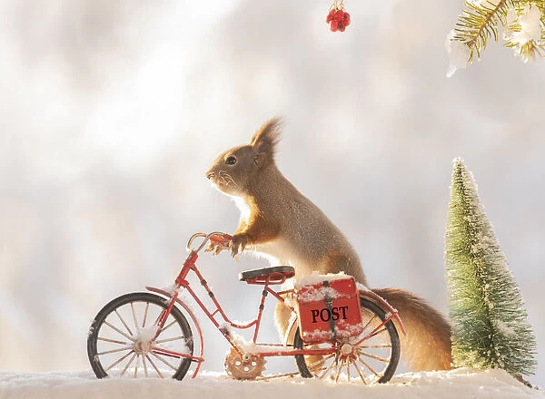 red squirrel standing on a bicycle with snow