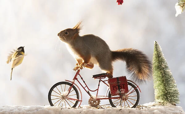 red squirrel standing on a bicycle with snow and titmouse