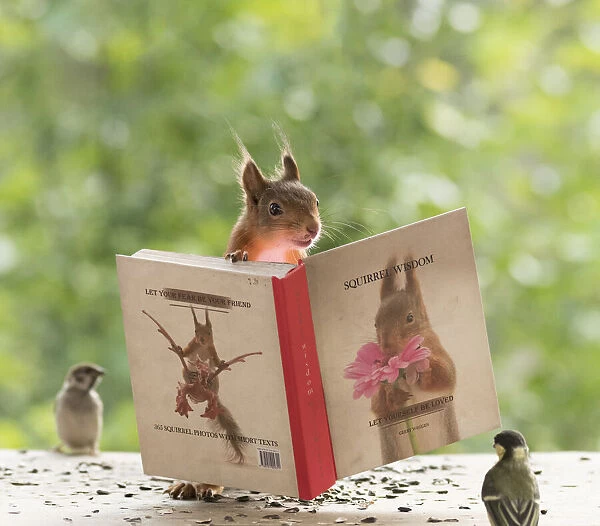 Red Squirrel standing behind the book squirrel wisdom
