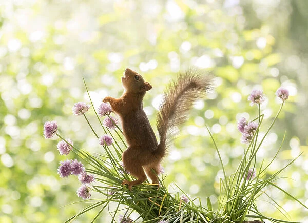 Red Squirrel standing between chives flowers