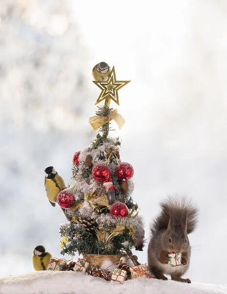 red squirrel standing with an Christmas tree with birds