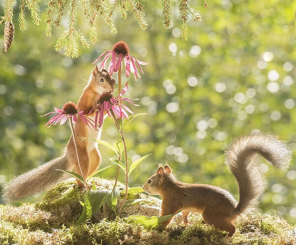 Red Squirrel standing with daisy flowers
