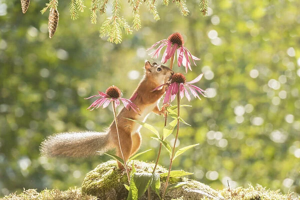 Red Squirrel standing with daisy flowers