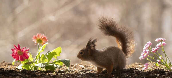 red squirrel standing between daisy flowers
