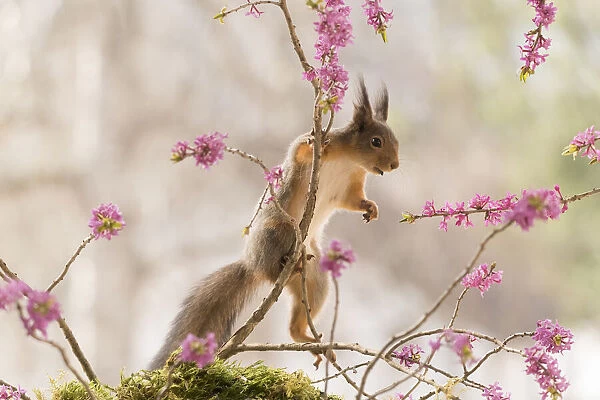 Red Squirrel standing on Daphne mezereum flower branches