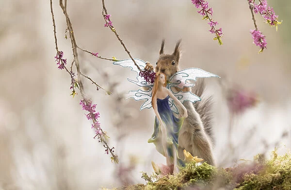Red Squirrel standing behind a fairy Date: 29-04-2021